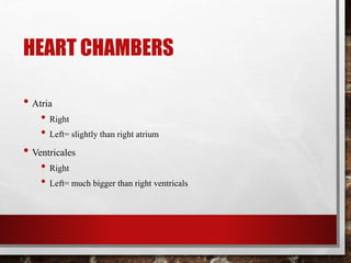 HEART CHAMBERS
• Atria
• Right
• Left= slightly than right atrium
• Ventricales
• Right
• Left= much bigger than right ventricals
 