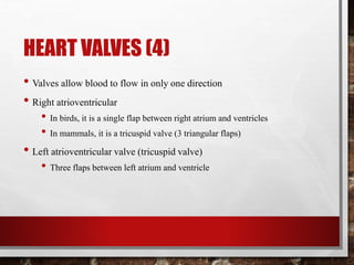 HEART VALVES (4)
• Valves allow blood to flow in only one direction
• Right atrioventricular
• In birds, it is a single flap between right atrium and ventricles
• In mammals, it is a tricuspid valve (3 triangular flaps)
• Left atrioventricular valve (tricuspid valve)
• Three flaps between left atrium and ventricle
 