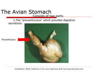 Proventriculus Avian digestion | PPS