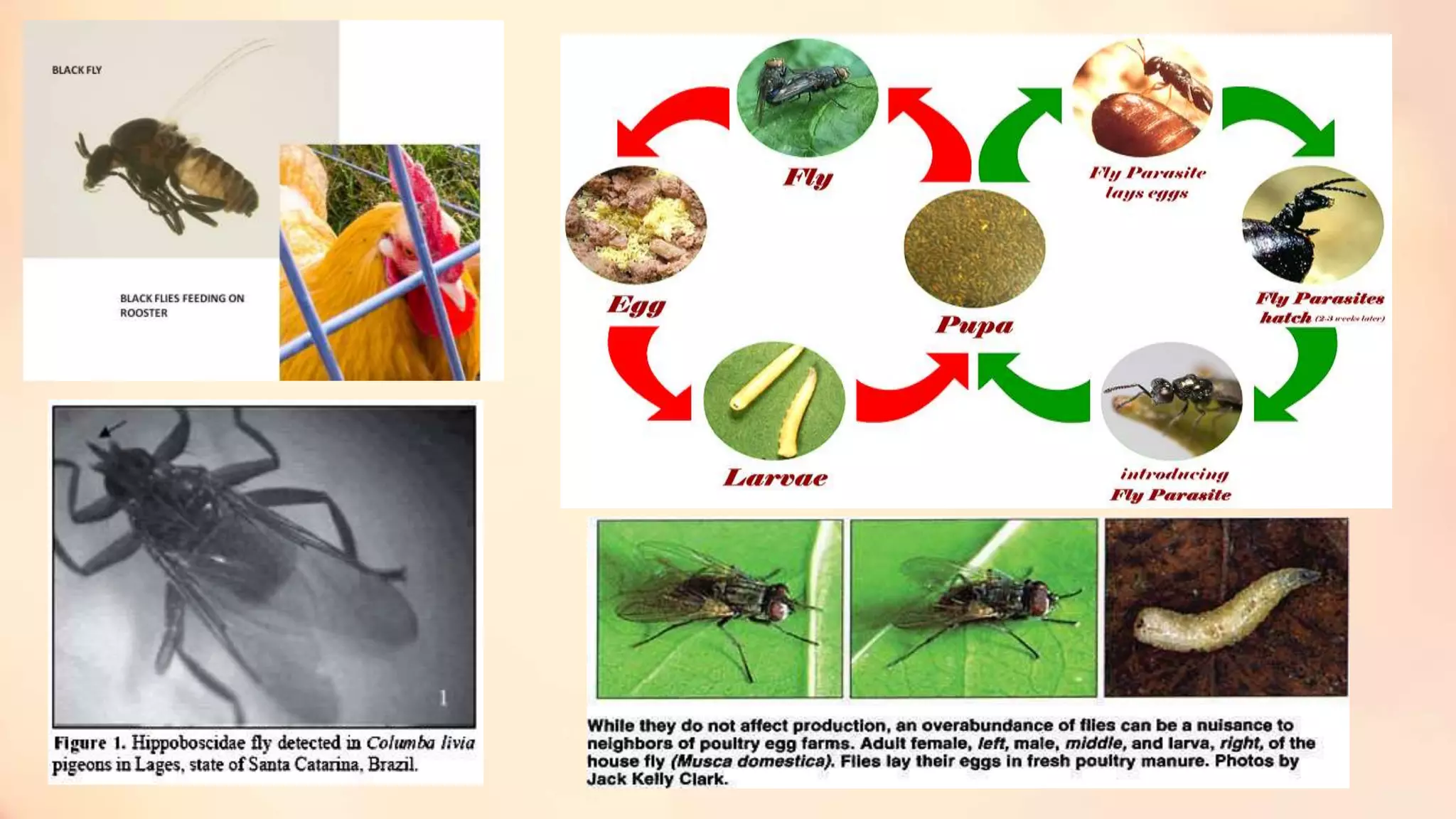 avian-ectoparasites-pptx