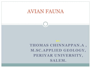 B Y :
THOMAS CHINNAPPAN.A ,
M.SC.APPLIED GEOLOGY,
PERIYAR UNIVERSITY,
SALEM.
AVIAN FAUNA
 