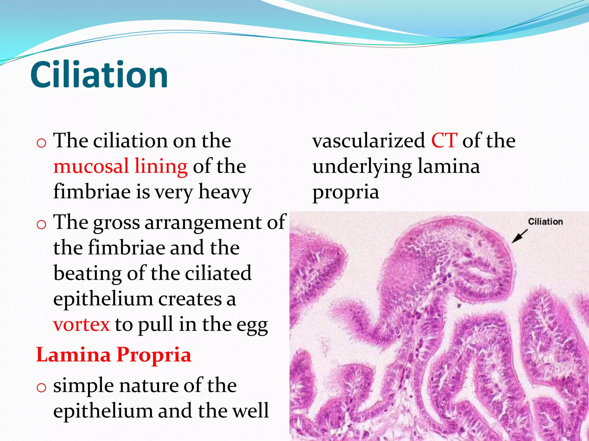 Period Or Not?  The Avian Reproductive System Explained - 9bsm8jy
