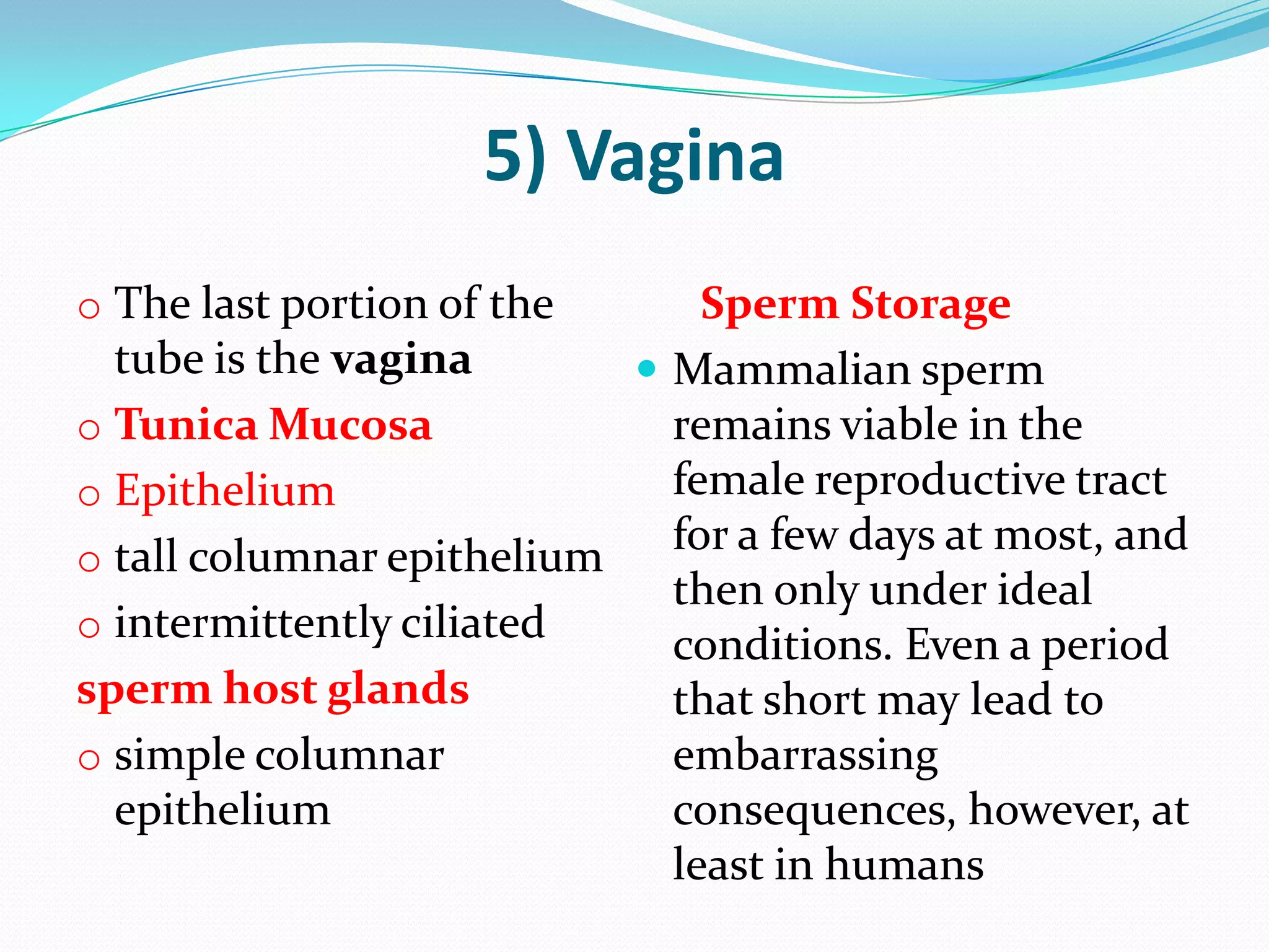 Period Or Not?  The Avian Reproductive System Explained - wts696p