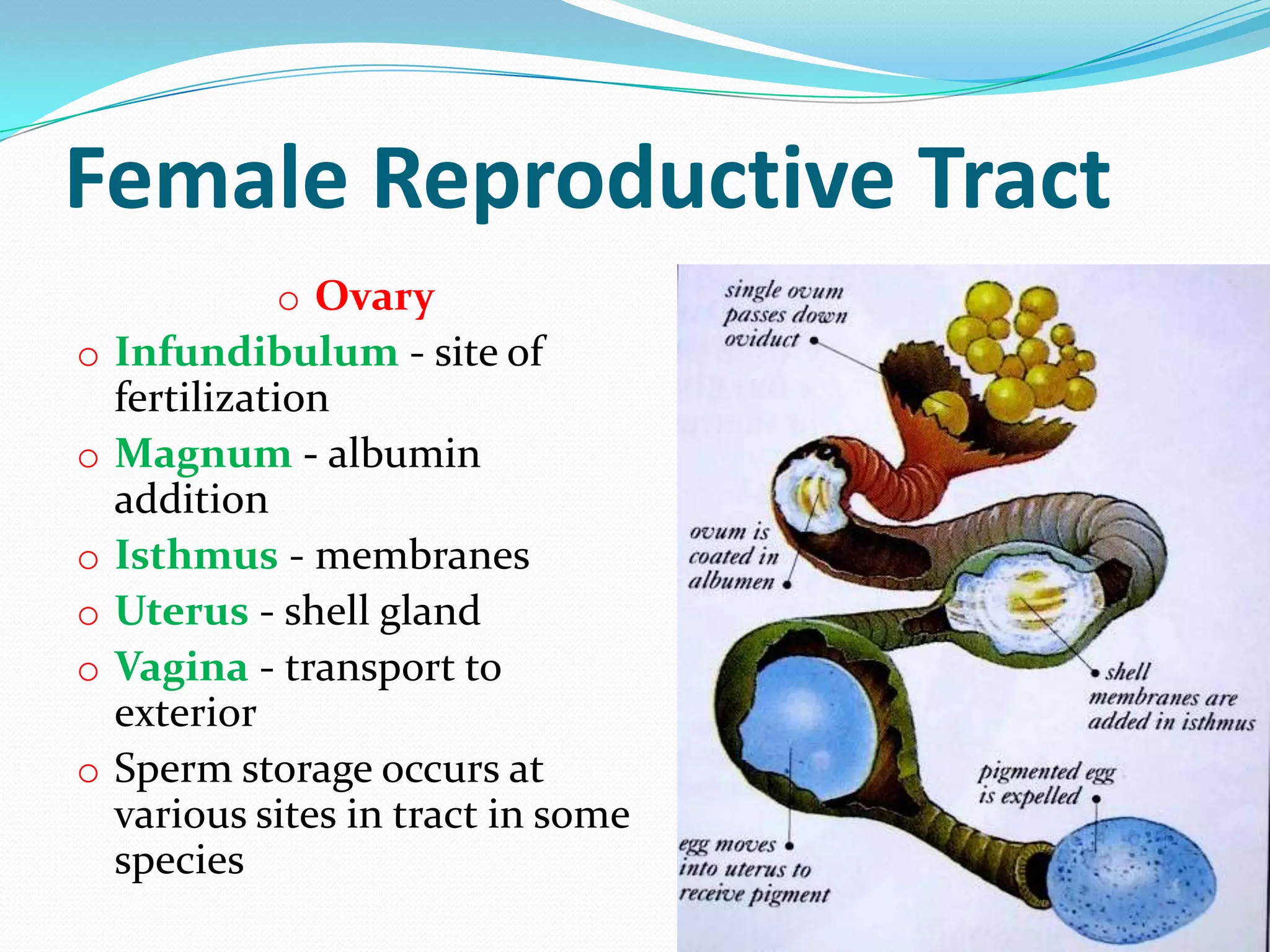 Period Or Not?  The Avian Reproductive System Explained - s86v2sk
