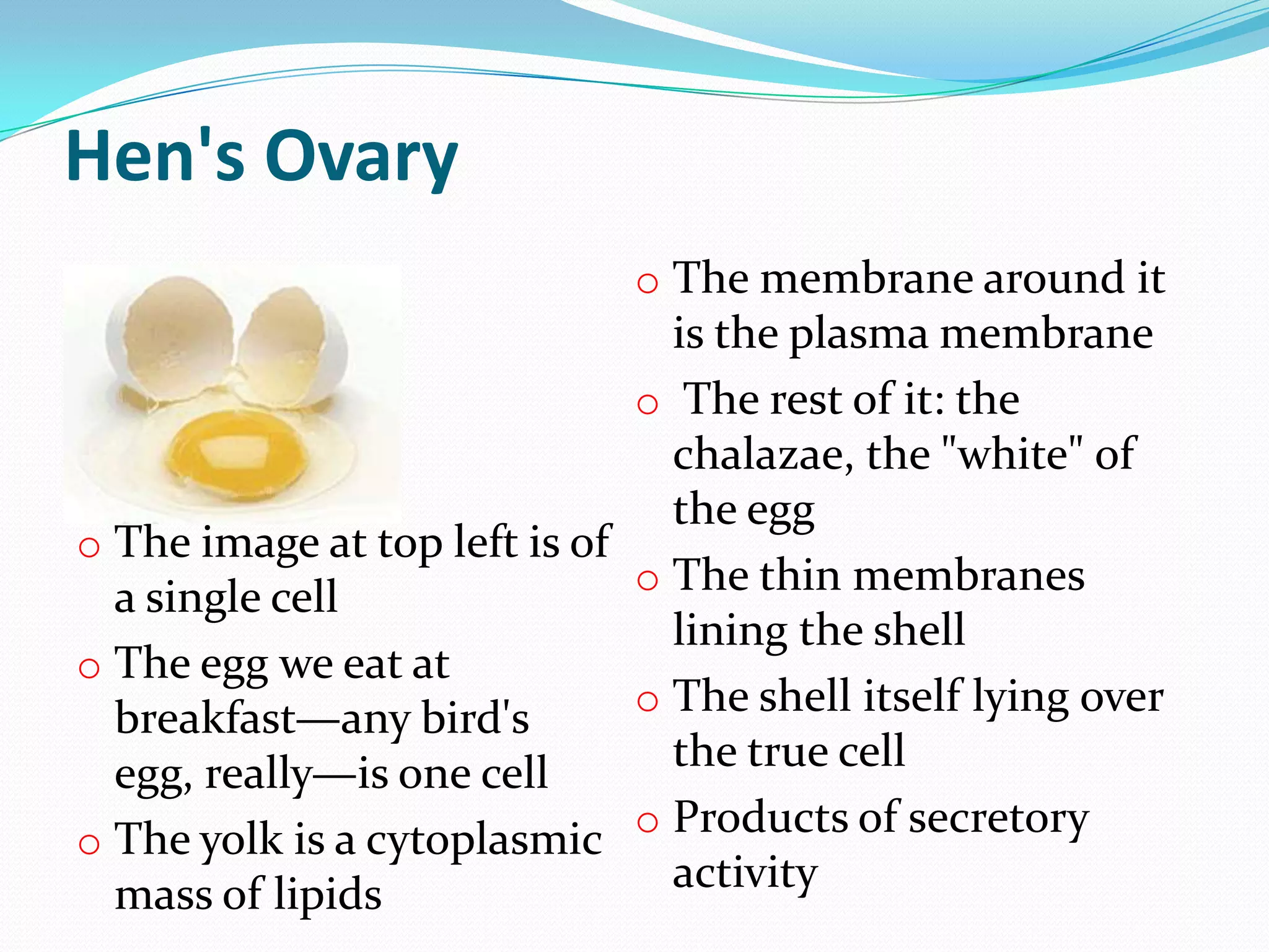 Period Or Not?  The Avian Reproductive System Explained - 8i5mk31