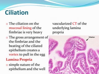 Ciliation
o The ciliation on the        vascularized CT of the
  mucosal lining of the       underlying lamina
  fimbriae is very heavy      propria
o The gross arrangement of
  the fimbriae and the
  beating of the ciliated
  epithelium creates a
  vortex to pull in the egg
Lamina Propria
o simple nature of the
  epithelium and the well
 