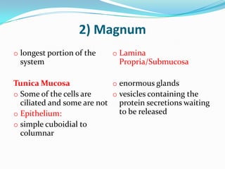 2) Magnum
o longest portion of the   o Lamina
 system                      Propria/Submucosa

Tunica Mucosa              o enormous glands
o Some of the cells are    o vesicles containing the
  ciliated and some are not protein secretions waiting
o Epithelium:                to be released
o simple cuboidial to
  columnar
 