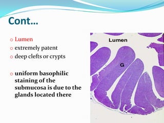 Cont…
o Lumen
o extremely patent
o deep clefts or crypts


o uniform basophilic
  staining of the
  submucosa is due to the
  glands located there
 
