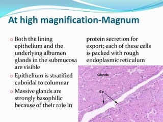 At high magnification-Magnum
o Both the lining            protein secretion for
  epithelium and the         export; each of these cells
  underlying albumen         is packed with rough
  glands in the submucosa    endoplasmic reticulum
  are visible
o Epithelium is stratified
  cuboidal to columnar
o Massive glands are
  strongly basophilic
  because of their role in
 
