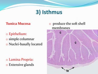 3) Isthmus
Tunica Mucosa              o produce the soft shell
                            membranes
o Epithelium:
o simple columnar
o Nuclei-basally located



o Lamina Propria:
o Extensive glands
 