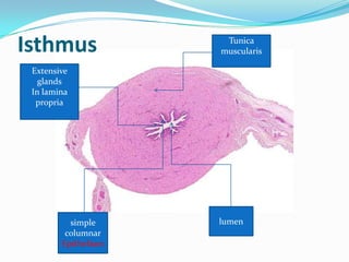 Isthmus               Tunica
                     muscularis

 Extensive
   glands
 In lamina
  propria




          simple     lumen
         columnar
        Epithelium
 