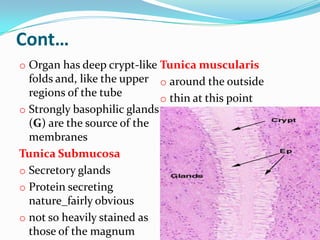 Cont…
o Organ has deep crypt-like Tunica muscularis
  folds and, like the upper o around the outside
  regions of the tube        o thin at this point
o Strongly basophilic glands
  (G) are the source of the
  membranes
Tunica Submucosa
o Secretory glands
o Protein secreting
  nature_fairly obvious
o not so heavily stained as
  those of the magnum
 