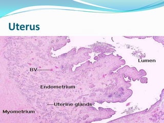 Uterus
 