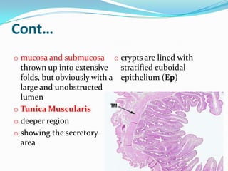 Cont…
o mucosa and submucosa      o crypts are lined with
  thrown up into extensive    stratified cuboidal
  folds, but obviously with a epithelium (Ep)
  large and unobstructed
  lumen
o Tunica Muscularis
o deeper region
o showing the secretory
  area
 