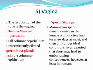 5) Vagina
o The last portion of the      Sperm Storage
  tube is the vagina        Mammalian sperm
o Tunica Mucosa              remains viable in the
o Epithelium                 female reproductive tract
o tall columnar epithelium
                             for a few days at most, and
                             then only under ideal
o intermittently ciliated
                             conditions. Even a period
sperm host glands            that short may lead to
o simple columnar            embarrassing
  epithelium                 consequences, however, at
                             least in humans
 