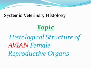 Systemic Veterinary Histology

           Topic
  Histological Structure of
  AVIAN Female
  Reproductive Organs
 