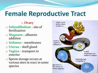 Female Reproductive Tract
             o Ovary
o Infundibulum - site of
    fertilization
o   Magnum - albumin
    addition
o   Isthmus - membranes
o   Uterus - shell gland
o   Vagina - transport to
    exterior
o   Sperm storage occurs at
    various sites in tract in some
    species
 