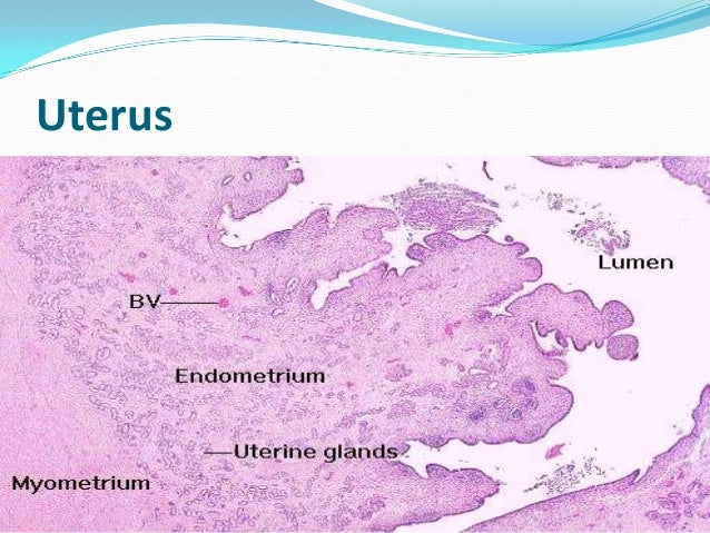Histology of Avian female reproductive system dog uterus diagram 