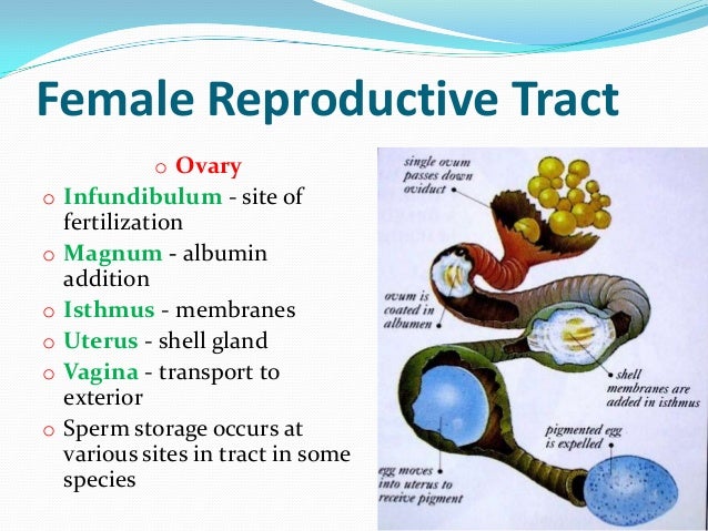 Histology of Avian female reproductive system