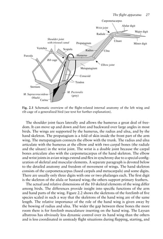 Avian flight ( PDFDrive ).pdf