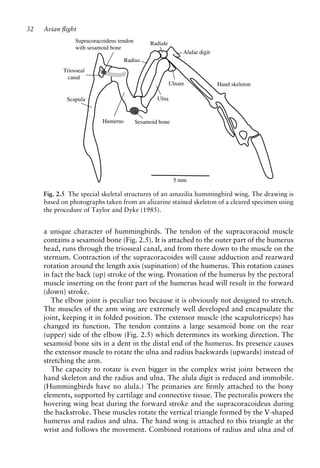 Avian flight ( PDFDrive ).pdf