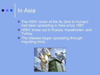 In Asia The H5N1 strain of the flu (bird to human) had been spreading in Asia since 1997 H5N1 broke out in Russia, Kazakhstan, and Turkey The disease began spreading through migrating birds 