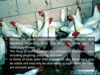 Avian Infectious Bronchitis - Photo Session