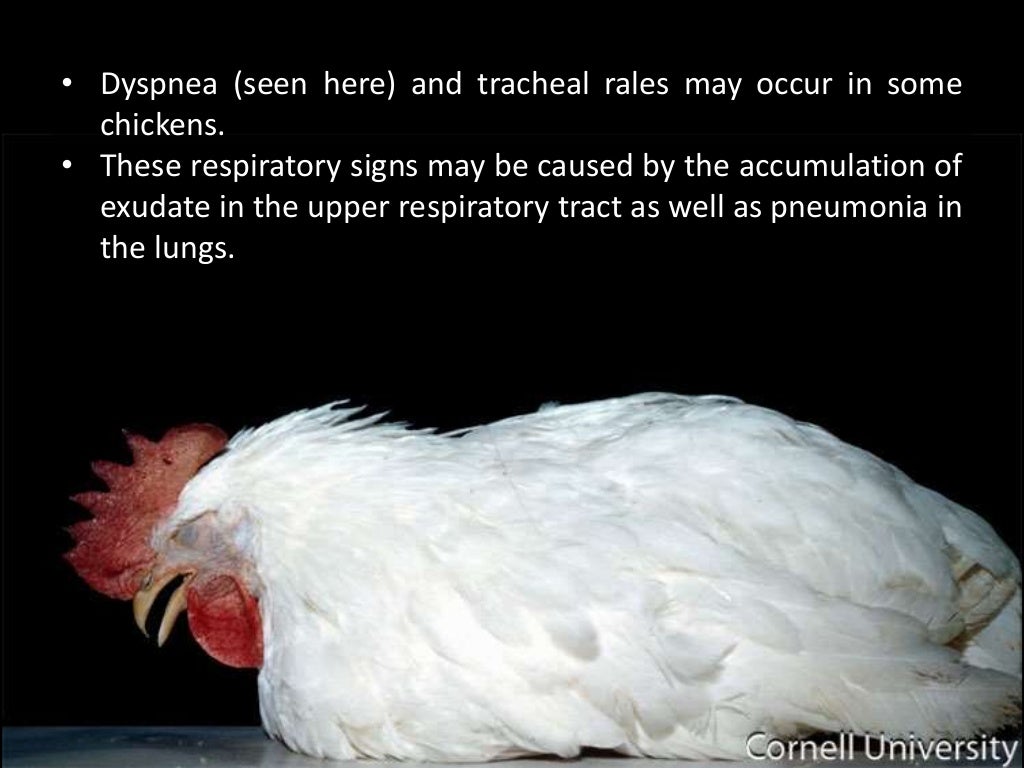 Avian Infectious Bronchitis Photo Session