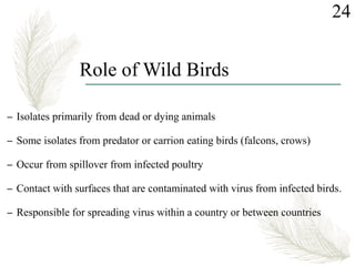 Role of Wild Birds
– Isolates primarily from dead or dying animals
– Some isolates from predator or carrion eating birds (falcons, crows)
– Occur from spillover from infected poultry
– Contact with surfaces that are contaminated with virus from infected birds.
– Responsible for spreading virus within a country or between countries
24
 