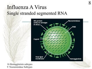Influenza A Virus
Single stranded segmented RNA
16 Hemagglutinin subtypes
9 Neuraminidase Subtypes
8
 