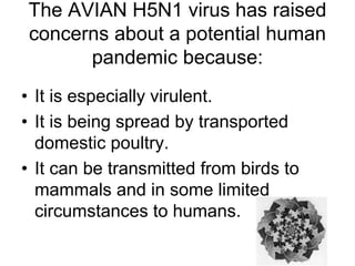 A growing number of human H5N1
cases have been reported
• in Azerbaijan, Cambodia, China, Egypt,
Indonesia, Iraq, Thailand...