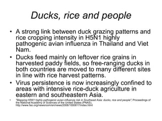 Control of HPAI in Thailand
• The local movements of ducks decreased
when the Thai government started to
support in-door k...