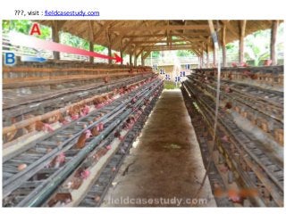 BIRD FLU in chickens, Avian Influenza Symptoms, H5N1 virus, Poultry Diseases