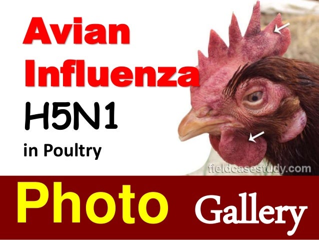 Bird Flu In Chickens Avian Influenza Symptoms H5n1 Virus Poultry D
