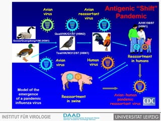 Avian influenza virus and transmission | PPTX