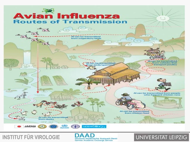 Avian influenza virus and transmission | PPTX