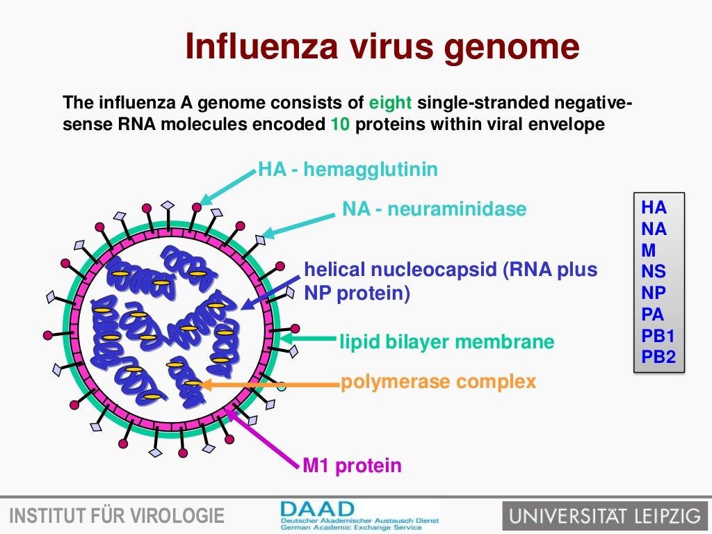 Avian influenza virus and transmission