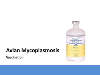 Avian Mycoplasmosis
Vaccination
 