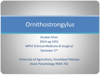 Arsalan Khan
2014-ag-1451
MPhil (Clinical Medicine & Surgery)
Semester 2nd
University of Agriculture, Faisalabad Pakistan
Avian Parasitology PARA 702
Ornithostrongylus
 
