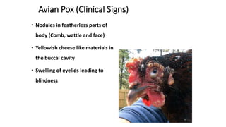 Avian Pathology.pptx