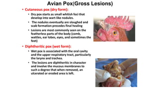 Avian Pathology.pptx