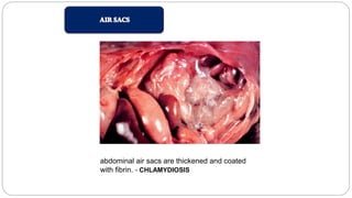 abdominal air sacs are thickened and coated
with fibrin. - CHLAMYDIOSIS
 