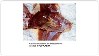 Caseous exudate on the airsacs of birds
infected -MYCOPLASMA
 