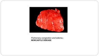 Pulmonary congestion and edema,-
NEWCASTLE DISEASE
 