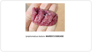 lymphomatous lesions- MAREK’S DISEASE
 