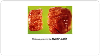 fibrinous pneumonia -MYCOPLASMA
 