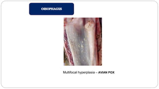 Multifocal hyperplasia – AVIAN POX
 