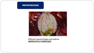 Diffused haemorrhages and edema
NEWCASTLE DISEASES
 