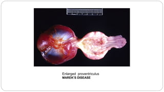 Enlarged proventriculus
MAREK’S DISEASE
 