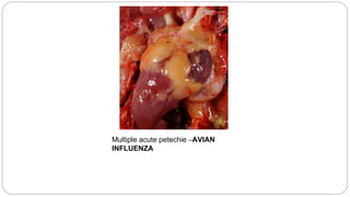 Multiple acute petechie –AVIAN
INFLUENZA
 